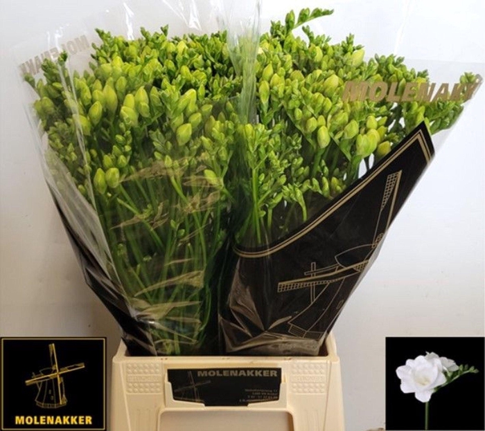 <h4>Freesia du Vivre</h4>