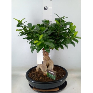 Ficus microcarpa 'Ginseng'