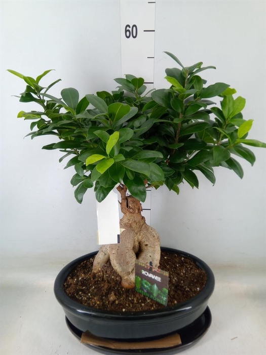 <h4>Ficus microcarpa 'Ginseng'</h4>