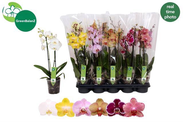 <h4>PHAL MIX 2 TAK</h4>