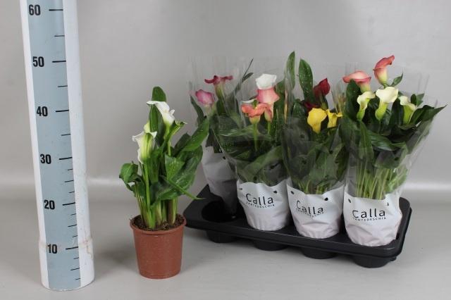 <h4>ZANT GEM 6 KL</h4>