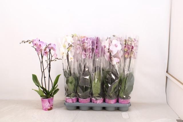 <h4>PHAL GEM 5 KL</h4>