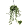 Hedera White Wonder Hangpot