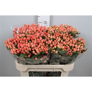 Hyp Mag Roy Princess