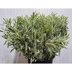 Lavandula Dentata Bs 200g