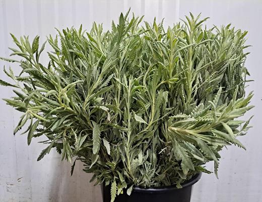 <h4>Lavandula Dentata Bs 200g</h4>