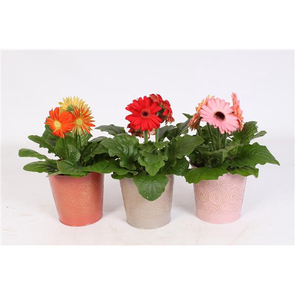 <h4>Gerbera belicht 2+ in zink pot in romance zink 3 ass.</h4>