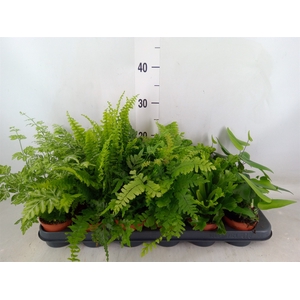 Ferns   ...mix