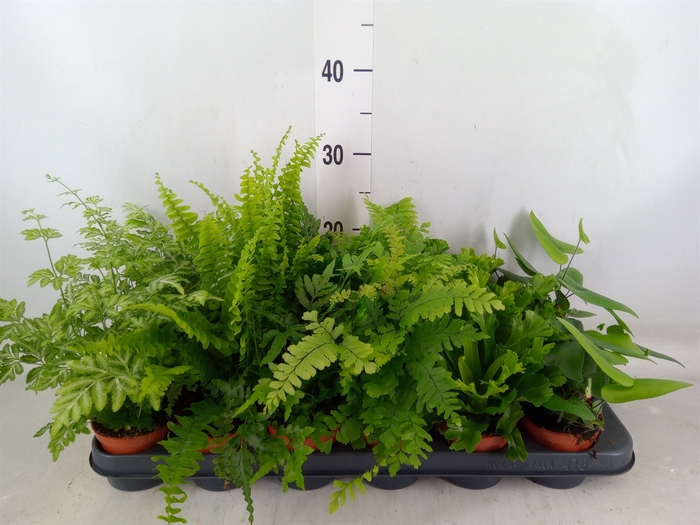 <h4>Ferns   ...mix</h4>