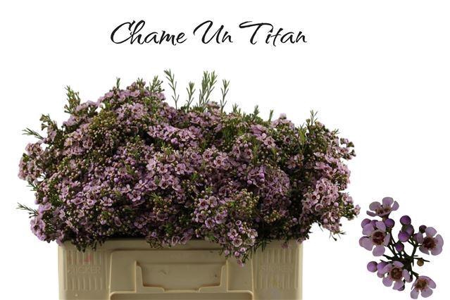 <h4>CHAME UN TITAN</h4>