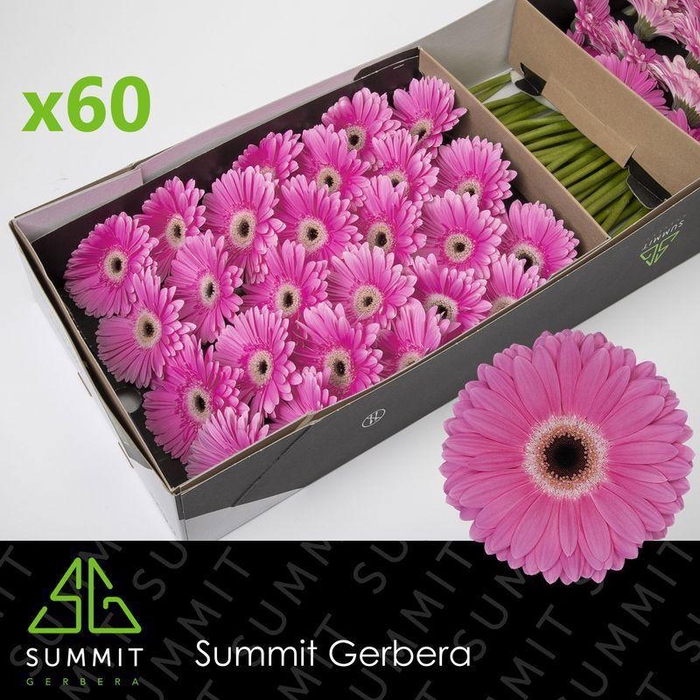 <h4>GE GR DREAMER</h4>