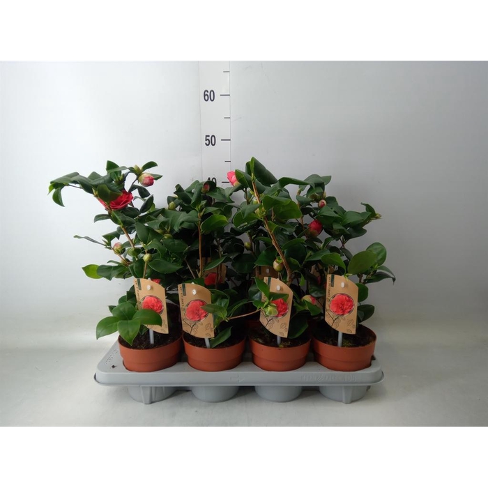 <h4>Camellia japonica 'Dr King'</h4>