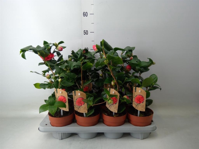Camellia japonica 'Dr King'