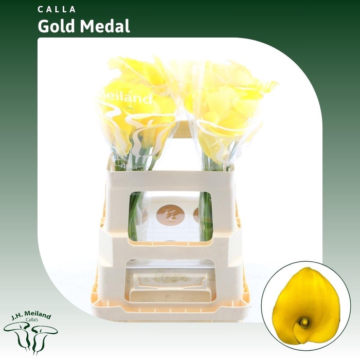 <h4>Calla Gold Medal</h4>