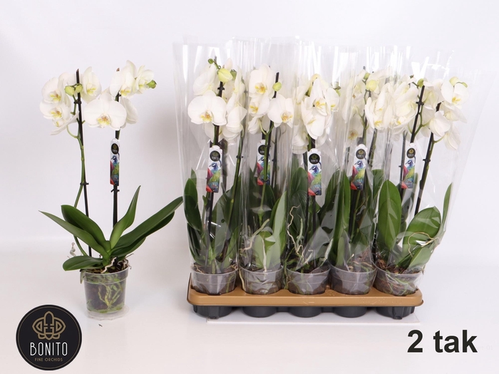 <h4>PHAL AN WINDSOR</h4>