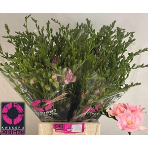 Freesia du Honeymoon