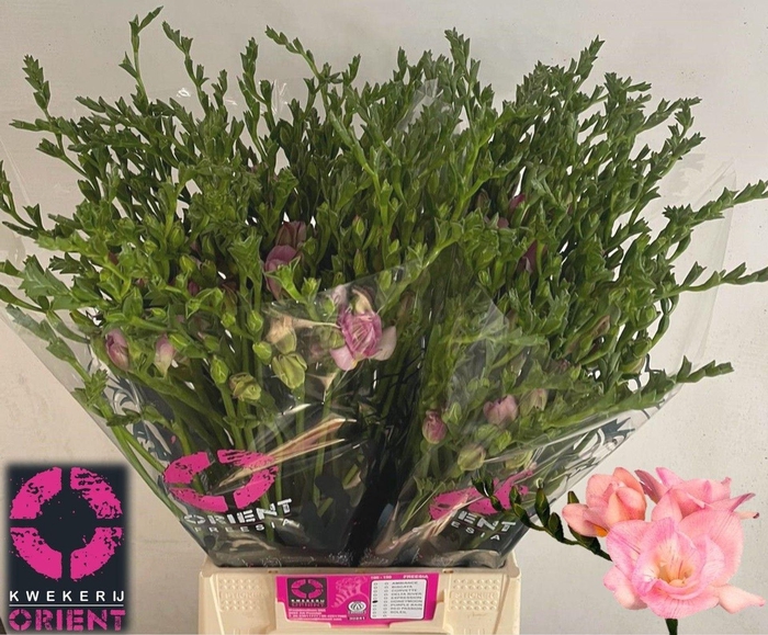 <h4>Freesia du Honeymoon</h4>