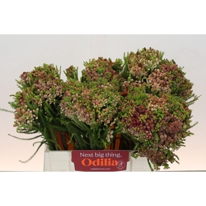 Kaaps Groen Strawberry Berzelia