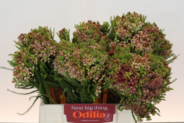 <h4>Kaaps Groen Strawberry Berzelia</h4>