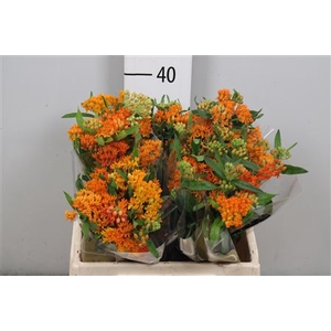Ascl Tuberosa