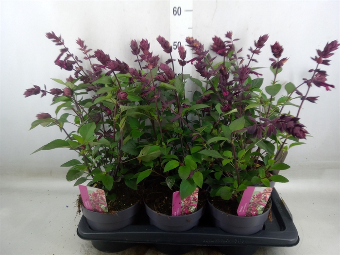 <h4>Salvia   ...</h4>