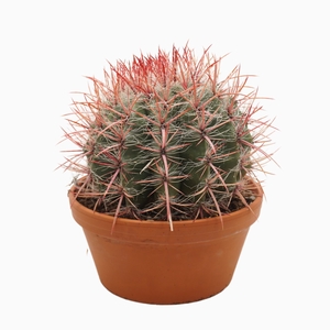 Ferocactus pilosus