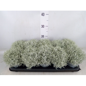 Leucophyta brownii