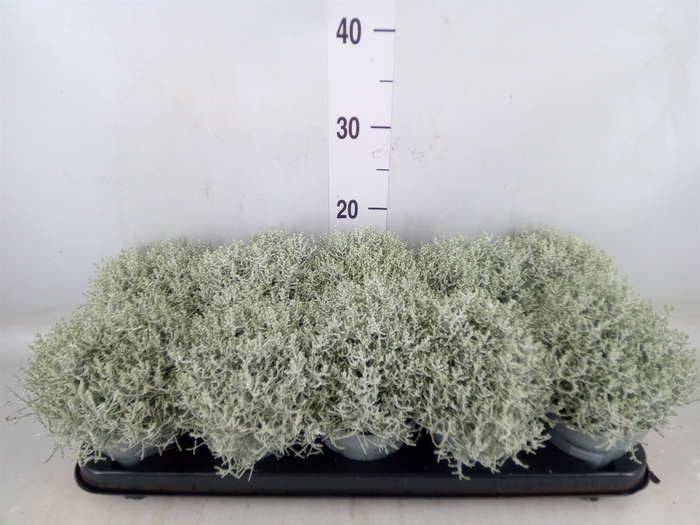 <h4>Leucophyta brownii</h4>