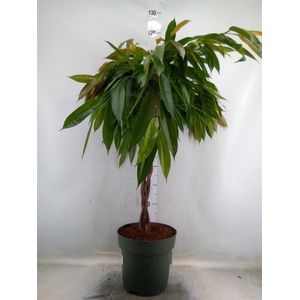 Ficus binn. 'Amstel King'