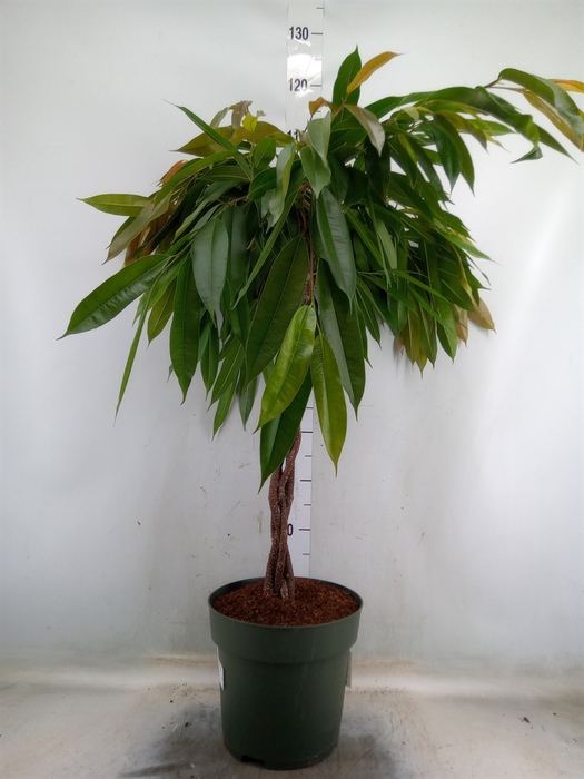 <h4>Ficus binn. 'Amstel King'</h4>