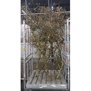 CORYLUS (6-JARIG) GRILLIG