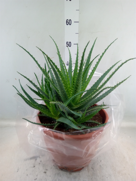 <h4>Aloe arborescens</h4>