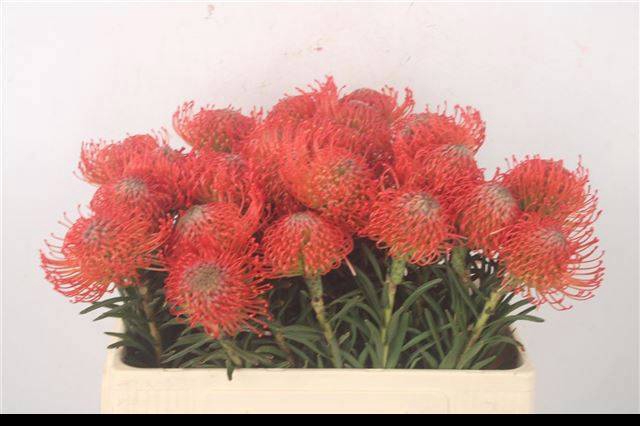 <h4>LEUCO CO SUCCESSION</h4>