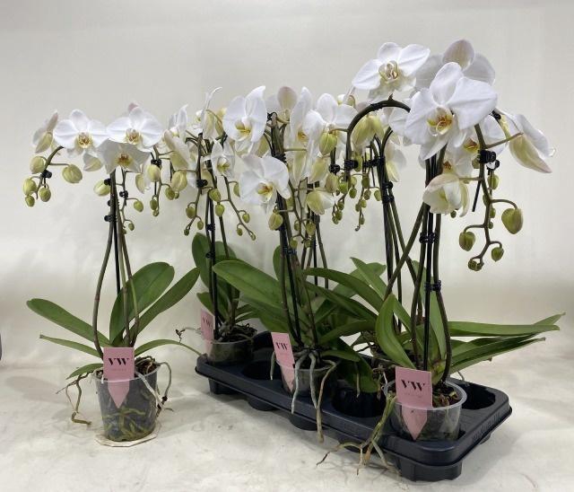 <h4>PHAL OV WIT</h4>