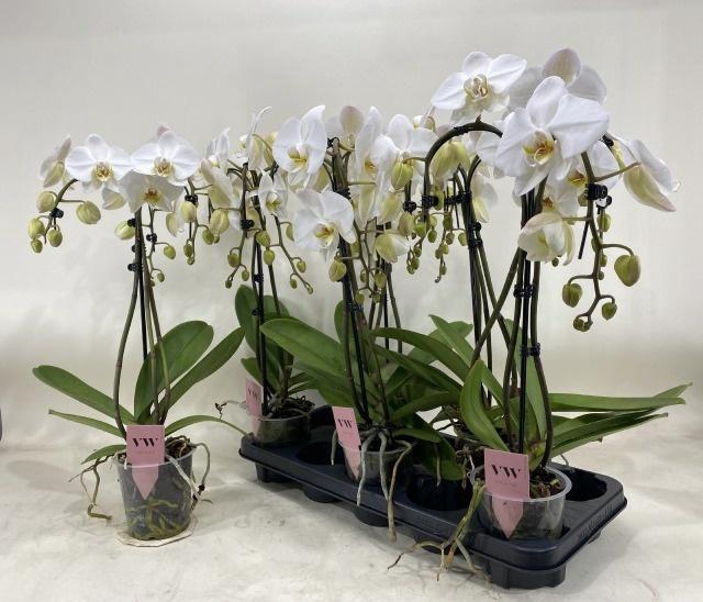 <h4>PHAL AN LEEDS</h4>