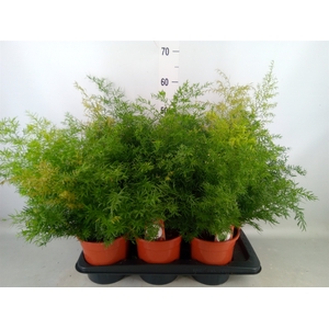 Asparagus dens. 'Cwebe'