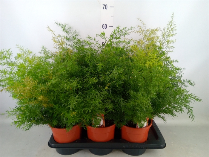 <h4>Asparagus dens. 'Cwebe'</h4>