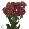 SEDUM T MUN D RED