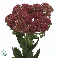 SEDUM T MUN D RED