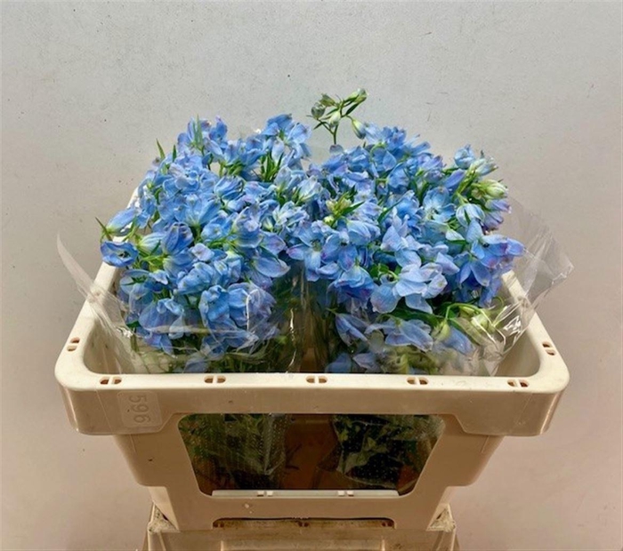 <h4>DELPH EN M PLAT BLUE</h4>