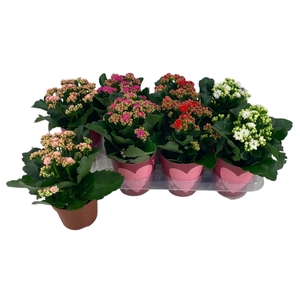 KAMERPL BLOEIEND GEM