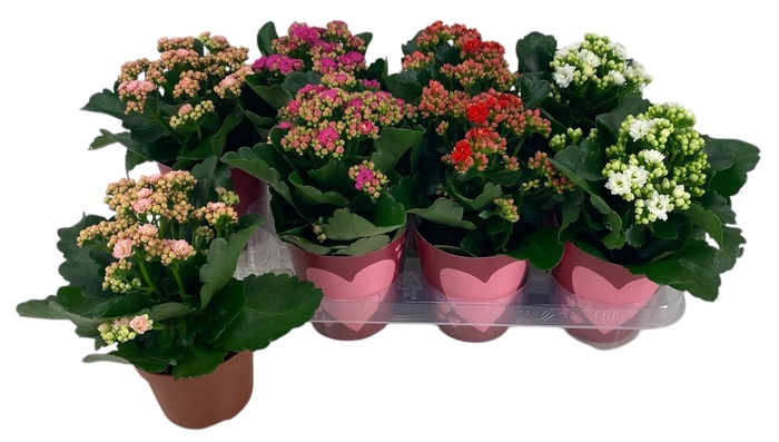 <h4>KAMERPL BLOEIEND GEM</h4>