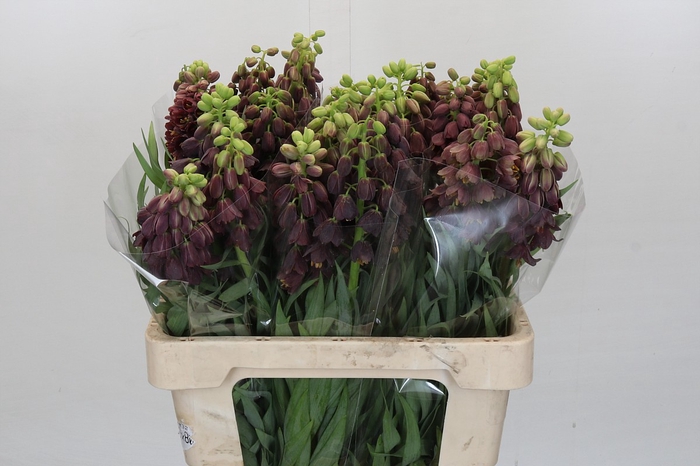 <h4>Fritillaria Persica</h4>