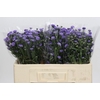 Aster Baby Blue