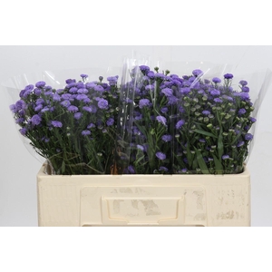 Aster Baby Blue