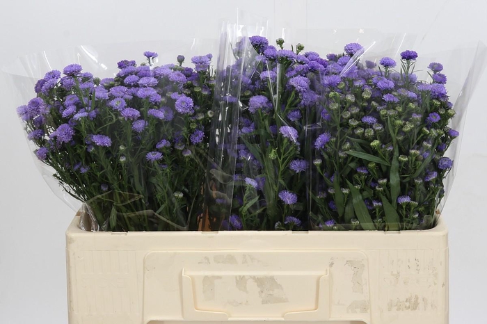 <h4>Aster Baby Blue</h4>