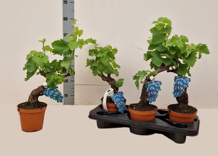 <h4>VITIS VINIFERA</h4>