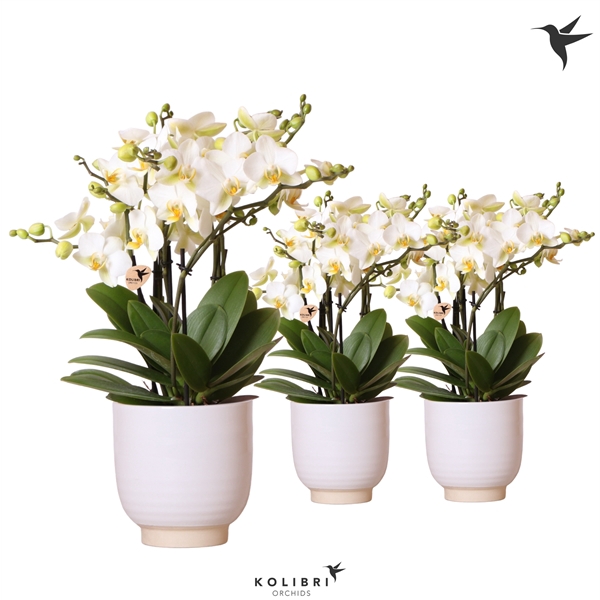 <h4>Kolibri Orchids Phalaenopsis Lausanne 6 spike in Glazed pot</h4>