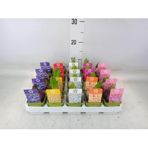 Hyacinthus orie. 'Pearl'  ...mix  5