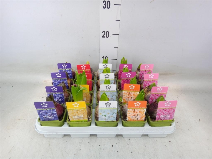 <h4>Hyacinthus orie. 'Pearl' ...mix 5</h4>